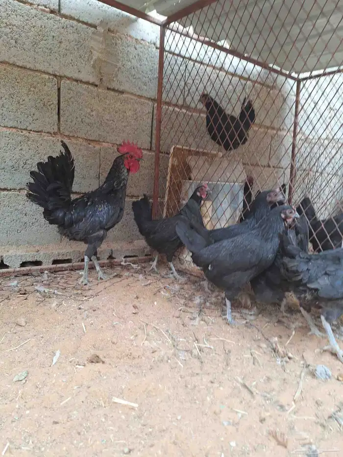 دجاج للبيع 3