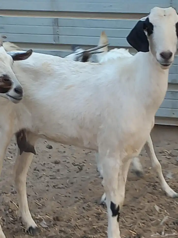 ماعز جنوبي 9