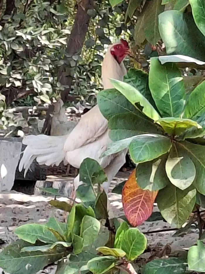 ديك مكس تركي على تايلندي 0