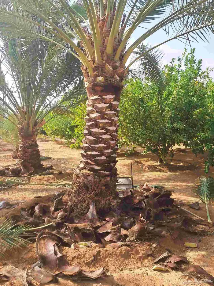 جميع اعمال النخيل 2