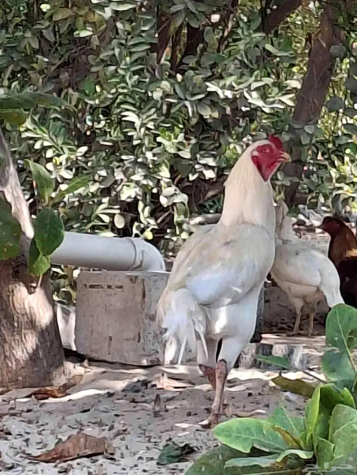 ديك مكس تركي على تايلندي 5