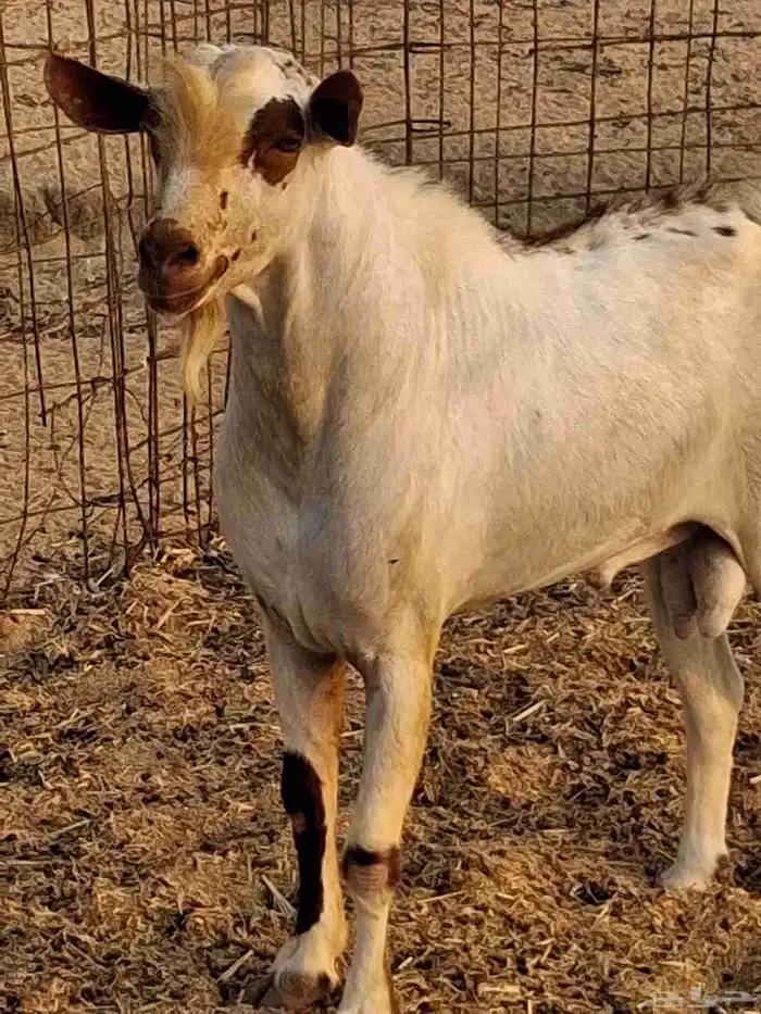 نيس فحل محايلي جنوبي السن سديس ما شاء الله 4