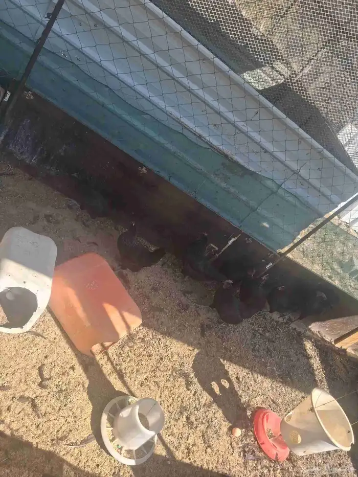 بيض بلدي مخصب اسود وابيض وفرنسي 1