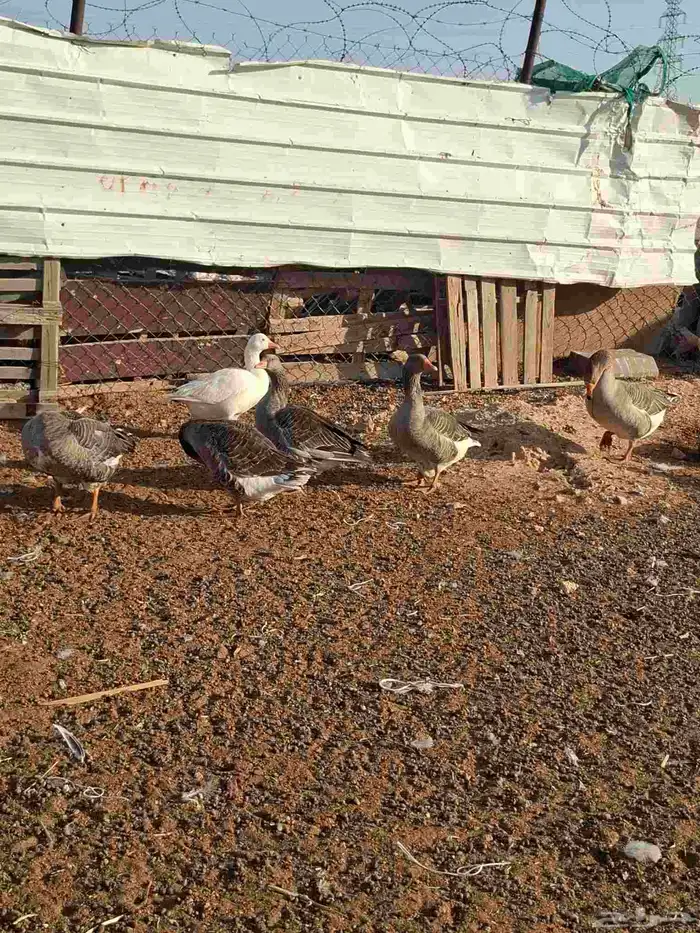 بط وإوز العدد 7ثنين ذكور 5إناث 0