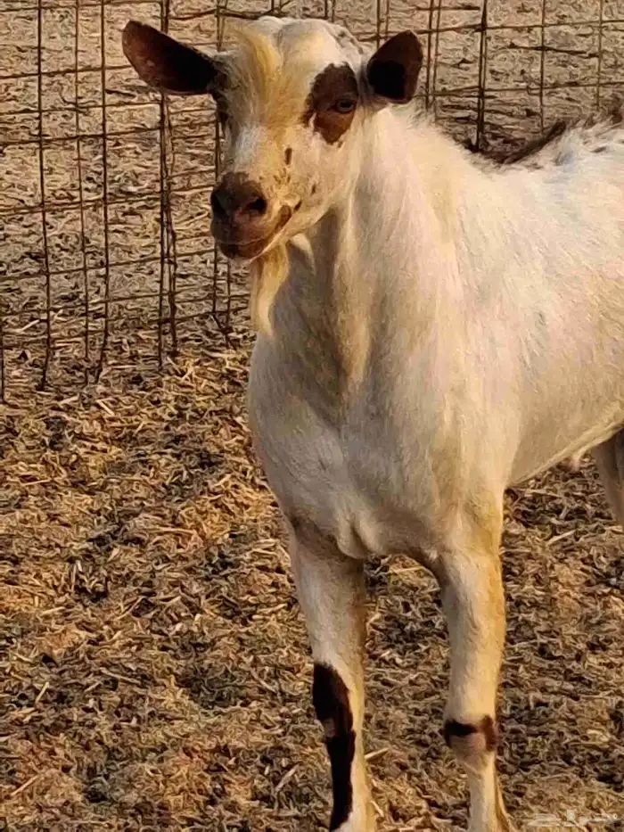 نيس فحل محايلي جنوبي السن سديس ما شاء الله 7