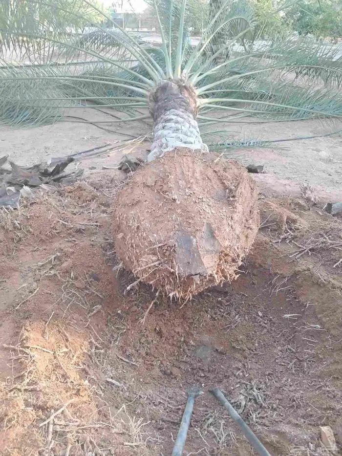 جميع اعمال النخيل 3