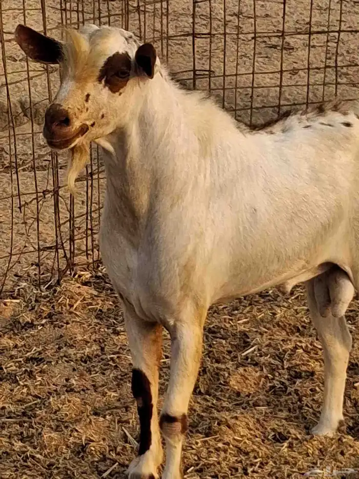 نيس فحل محايلي جنوبي السن سديس ما شاء الله 0