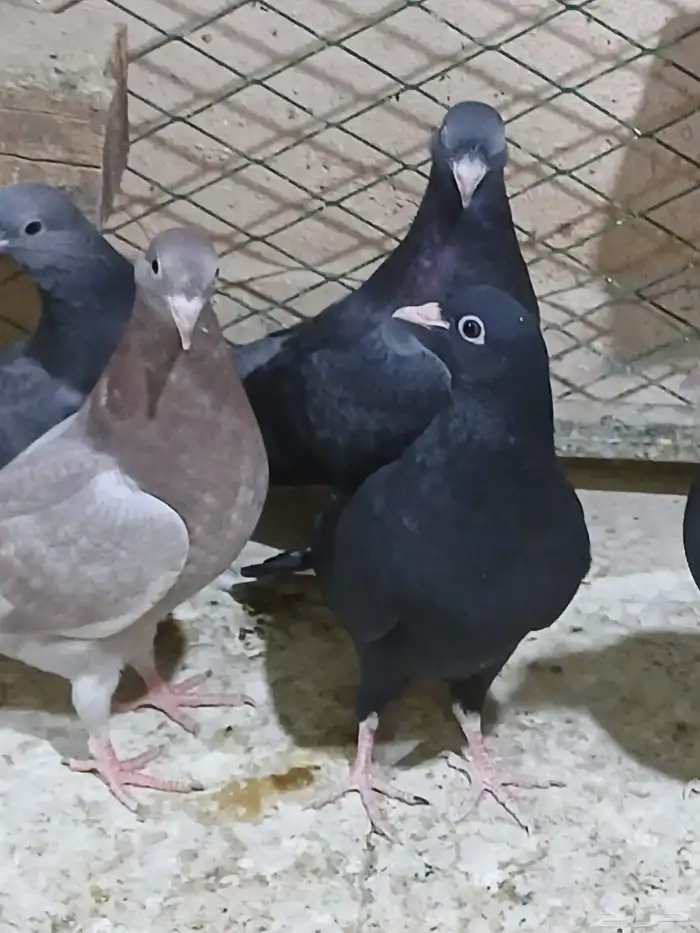 قطايف طبات للبيع 0