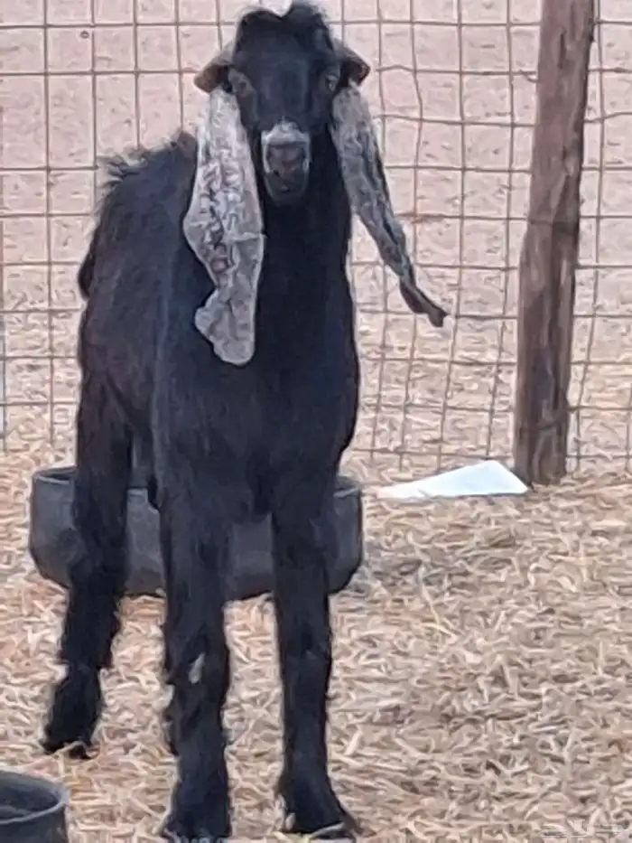 تيس فحل عارضي ثني صنف الصنف جرم ومد وأذن ماشاءالله 1