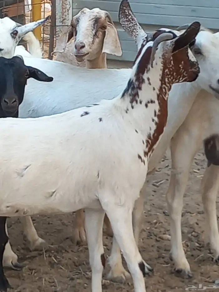 ماعز جنوبي 8