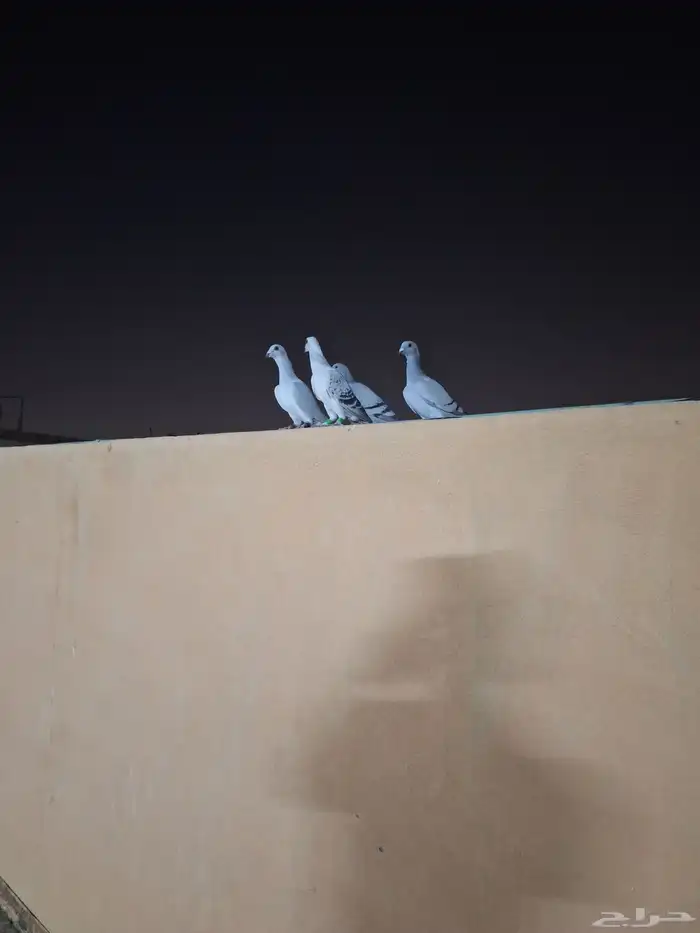 طيور مخاليف بواقي ريشه وريشتين 0