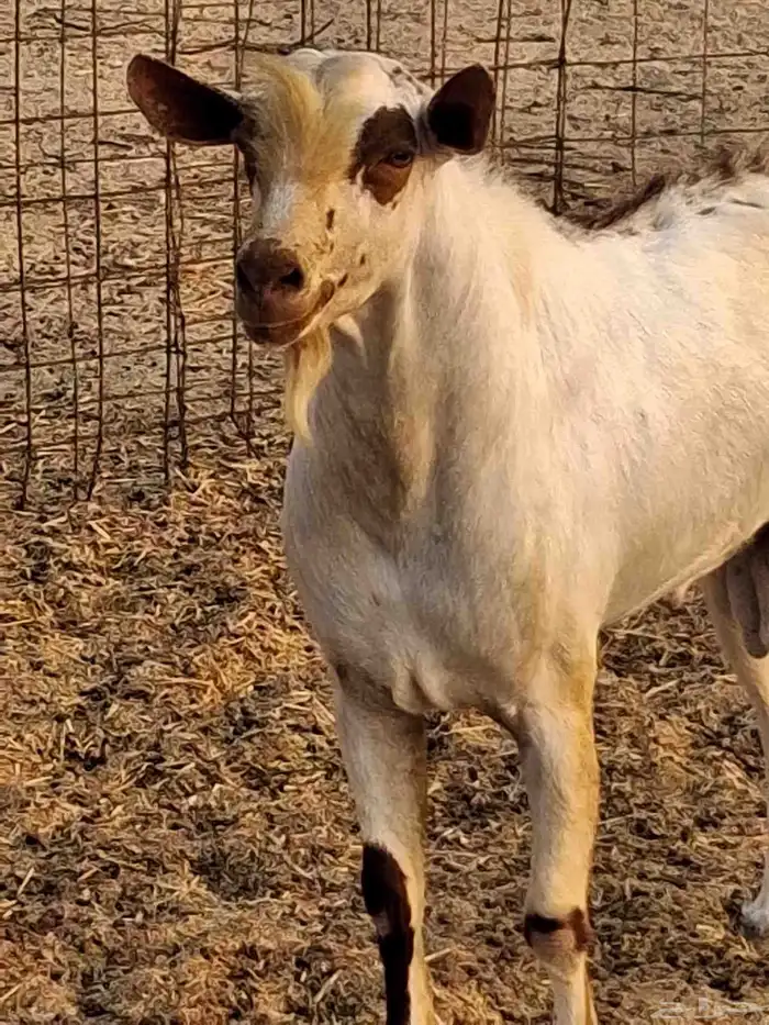 نيس فحل محايلي جنوبي السن سديس ما شاء الله 8