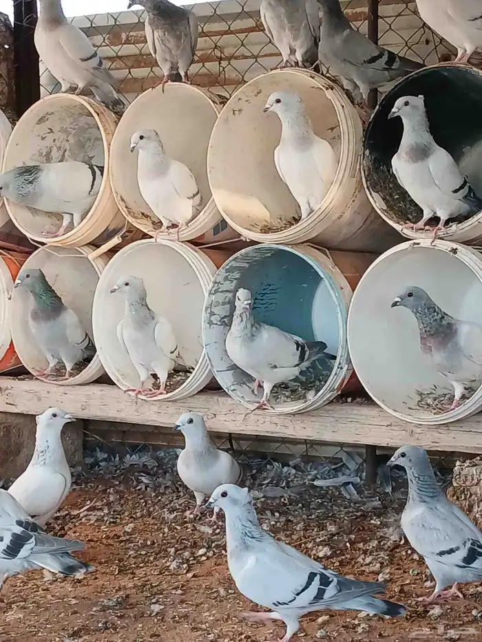 حمام زاجل ايس مقنبر كلهن طبات 11