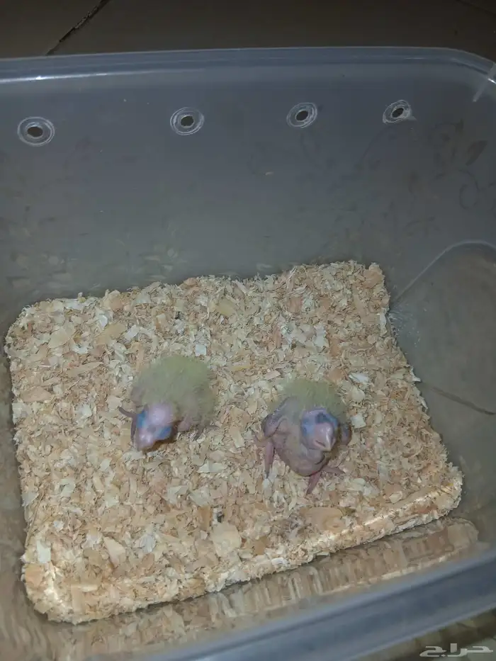 متوفر فروخ كروان البيع الحد 120 الفرخ اقبل البدل 3