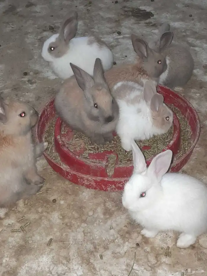 ارنب صغير عمر شهر 8 حبه 0