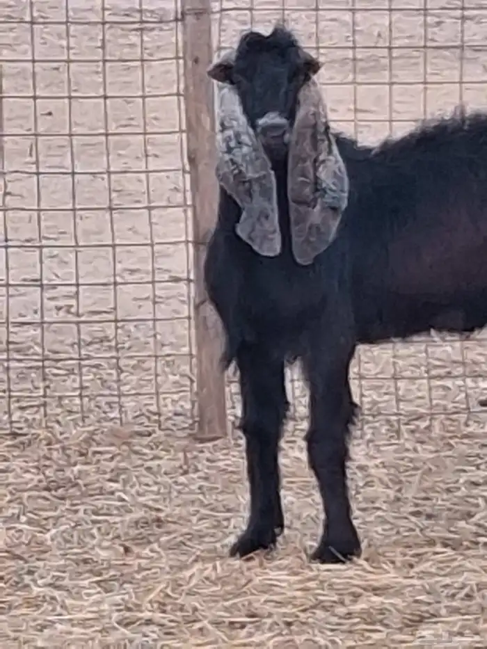 تيس فحل عارضي ثني صنف الصنف جرم ومد وأذن ماشاءالله 9