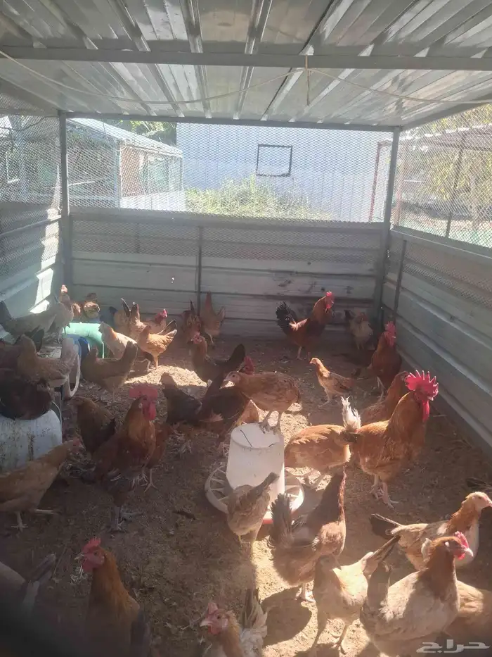 بيض بلدي مخصب اسود وابيض وفرنسي 5