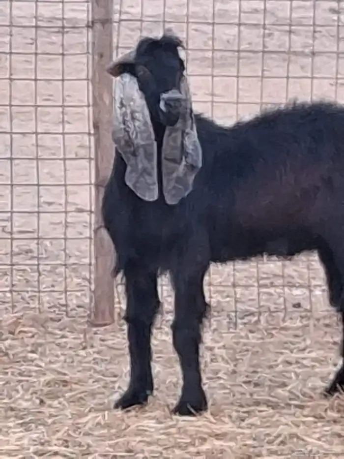 تيس فحل عارضي ثني صنف الصنف جرم ومد وأذن ماشاءالله 6