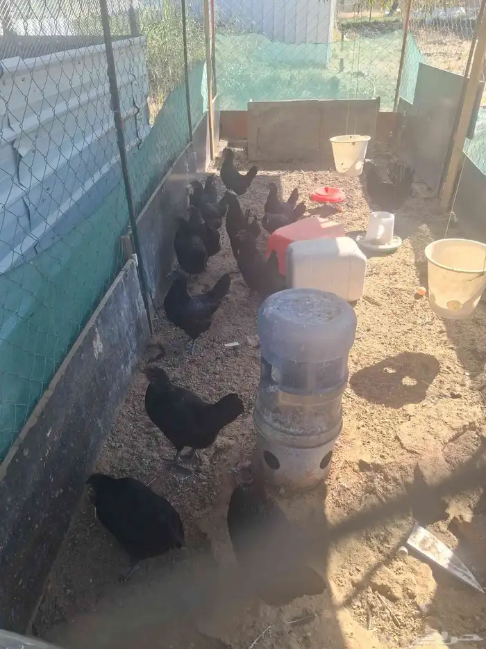 بيض بلدي مخصب اسود وابيض وفرنسي 6