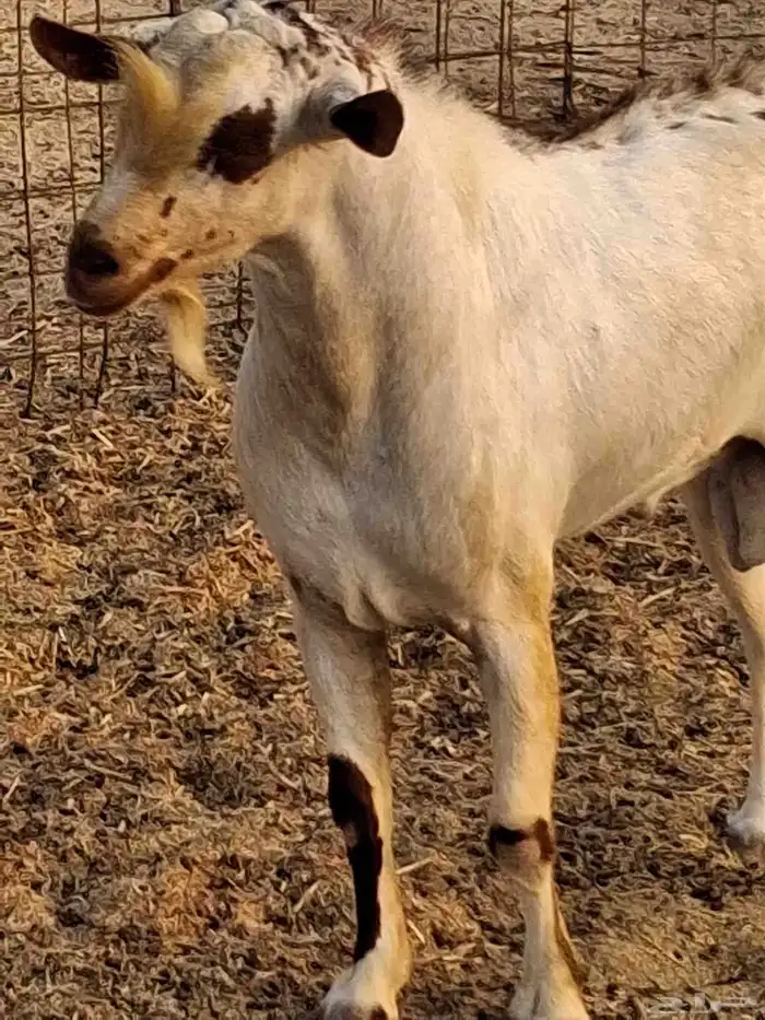 نيس فحل محايلي جنوبي السن سديس ما شاء الله 2