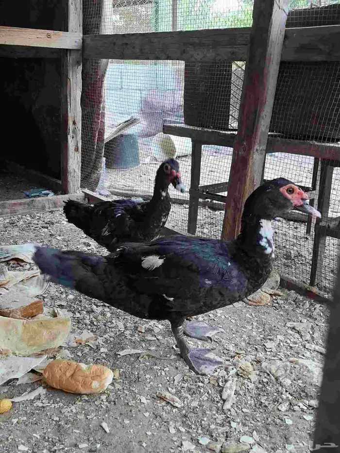 ذكرين بط مصري 2