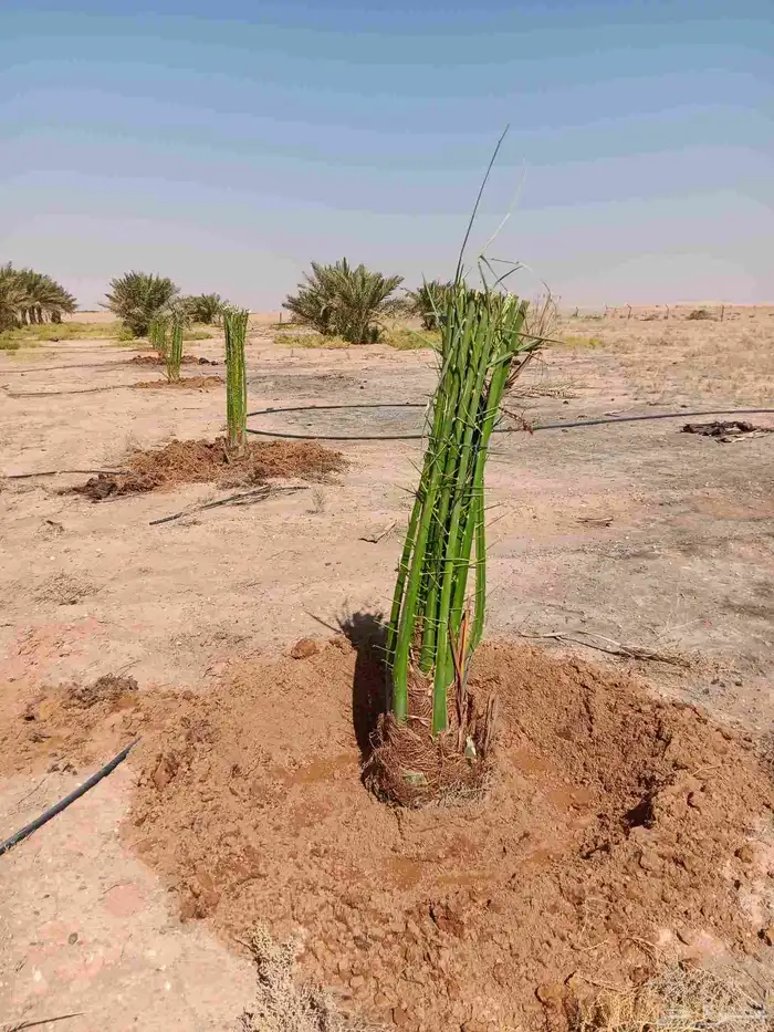 مكه المكرمه 4