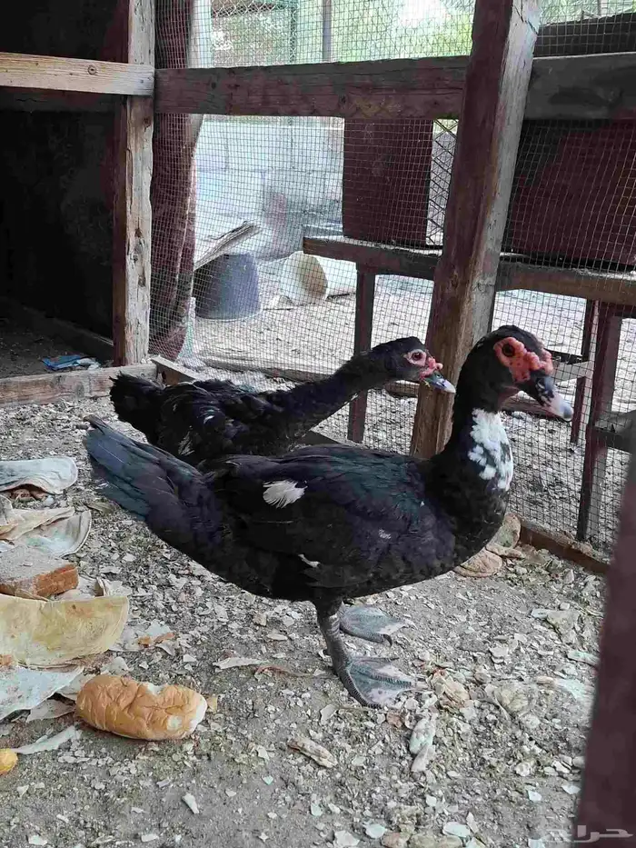 ذكرين بط مصري 1