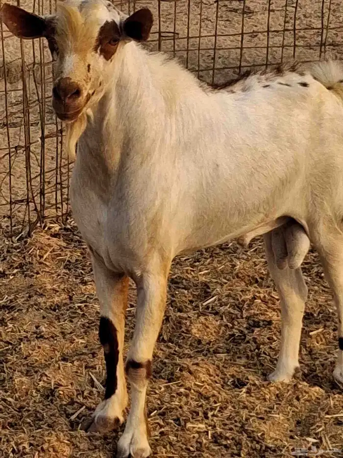 نيس فحل محايلي جنوبي السن سديس ما شاء الله 1