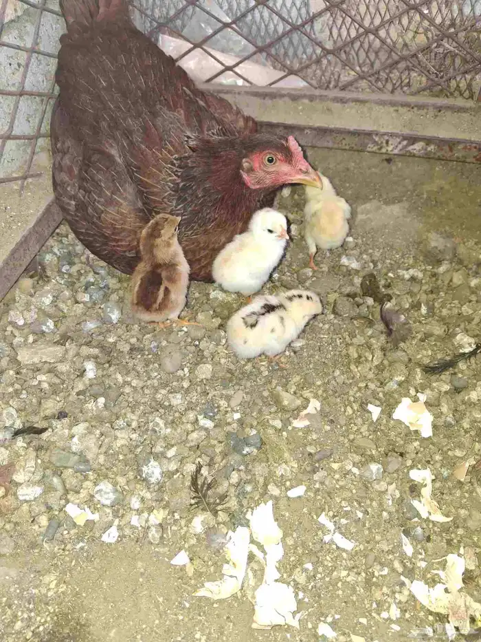 دجاجه باكستاني 2