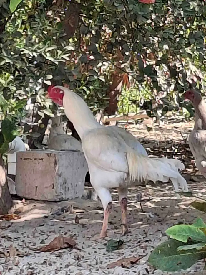 ديك مكس تركي على تايلندي 7