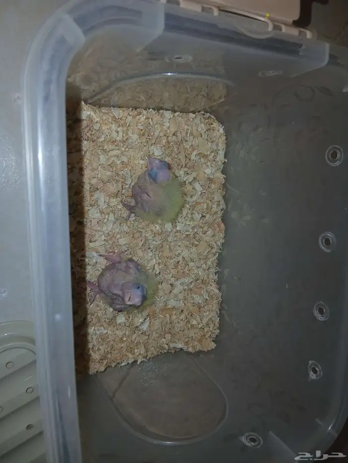 متوفر فروخ كروان البيع الحد 120 الفرخ اقبل البدل 1