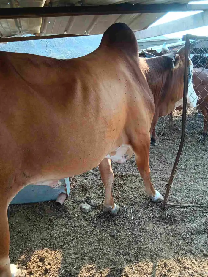 ثور توه جامع جرم 1