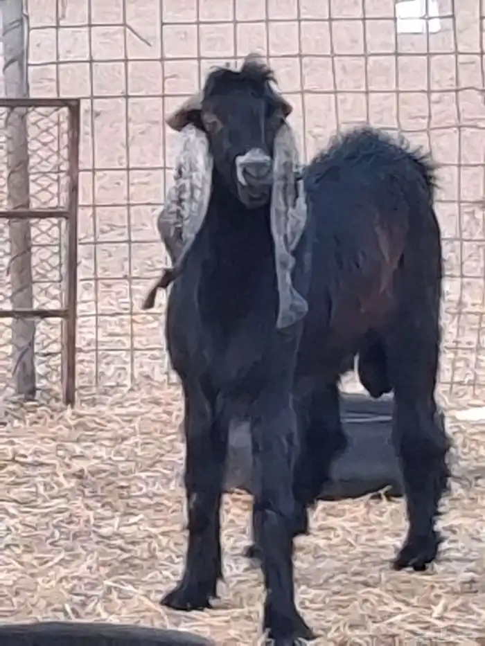 تيس فحل عارضي ثني صنف الصنف جرم ومد وأذن ماشاءالله 2