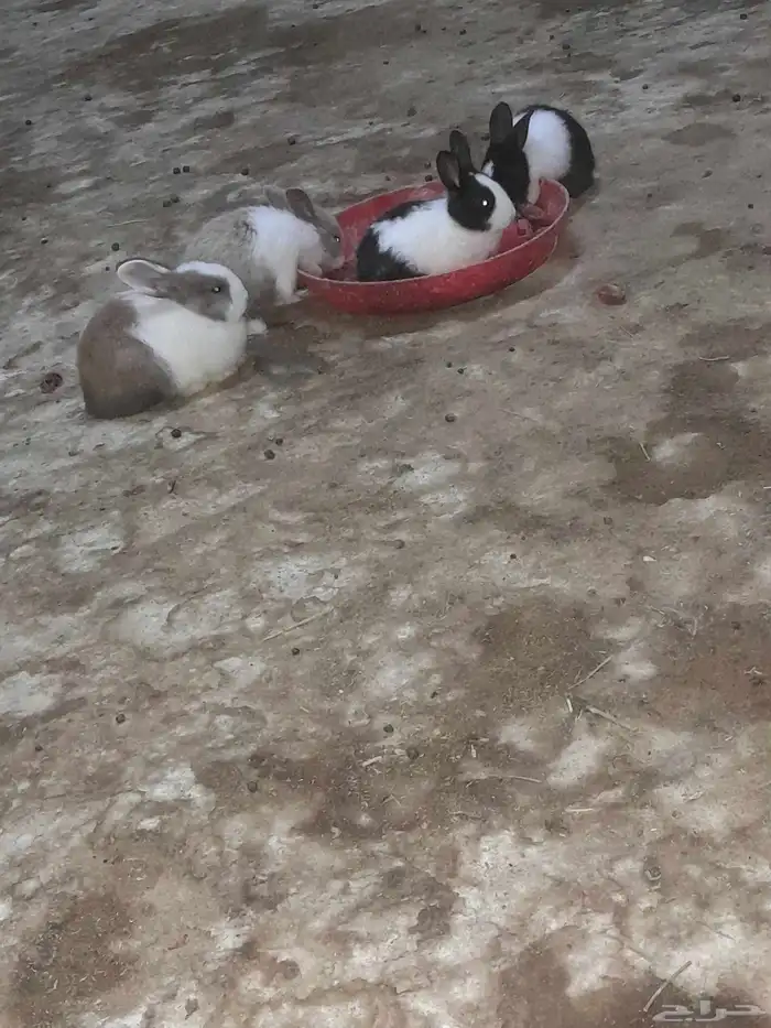 ارنب صغير عمر شهر 8 حبه 1