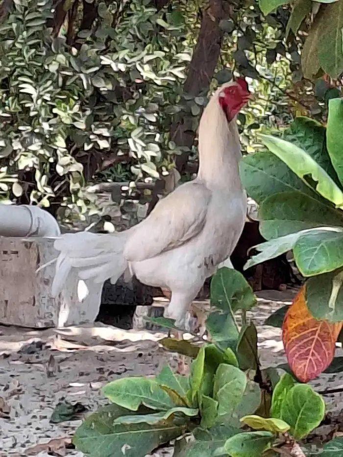 ديك مكس تركي على تايلندي 1