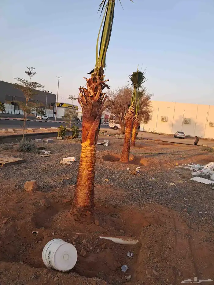 جميع اعمال النخيل 7