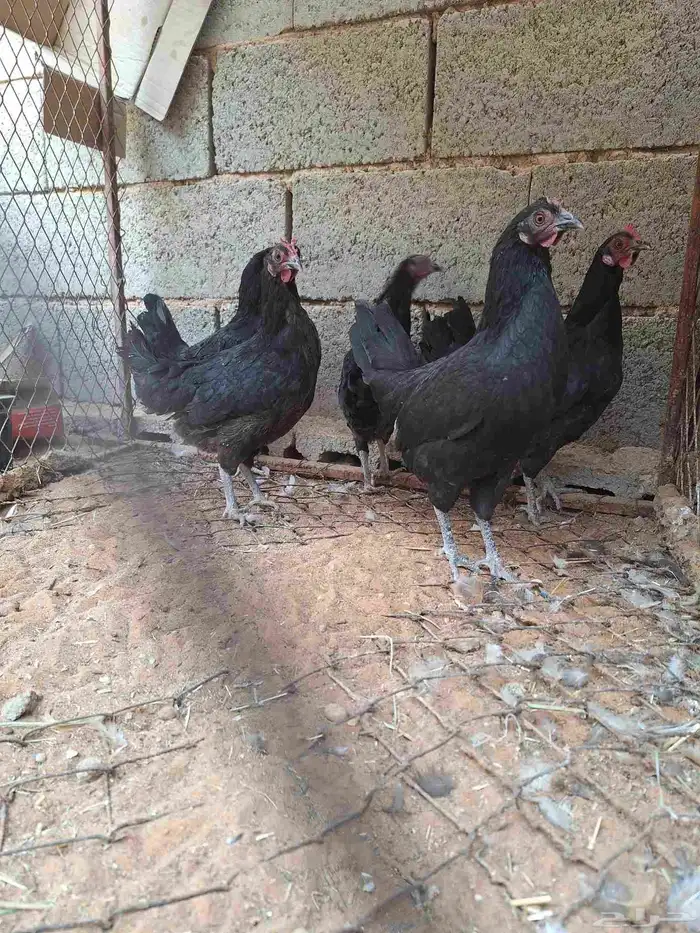 دجاج للبيع 1