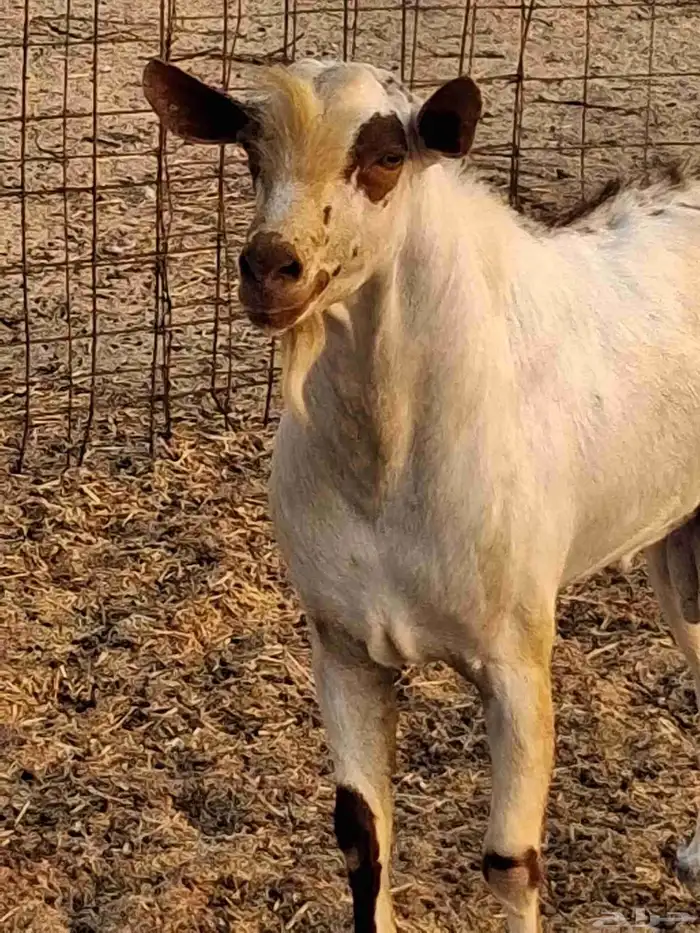 نيس فحل محايلي جنوبي السن سديس ما شاء الله 9