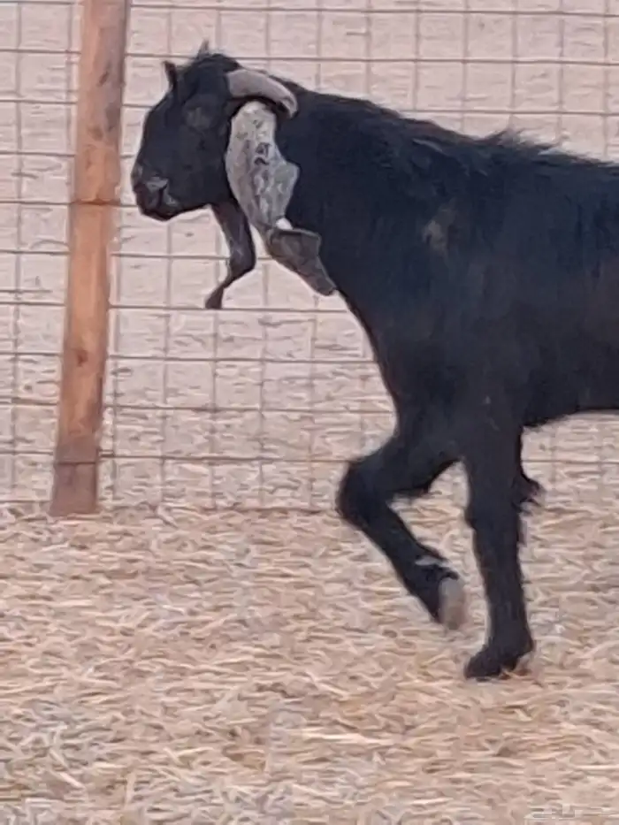 تيس فحل عارضي ثني صنف الصنف جرم ومد وأذن ماشاءالله 4