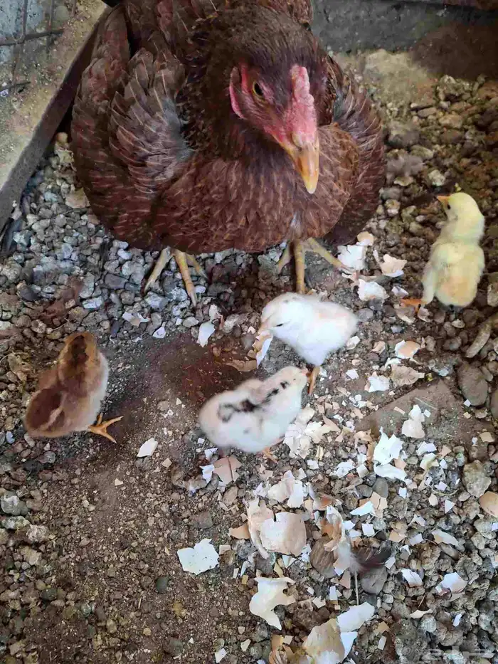 دجاجه باكستاني 3