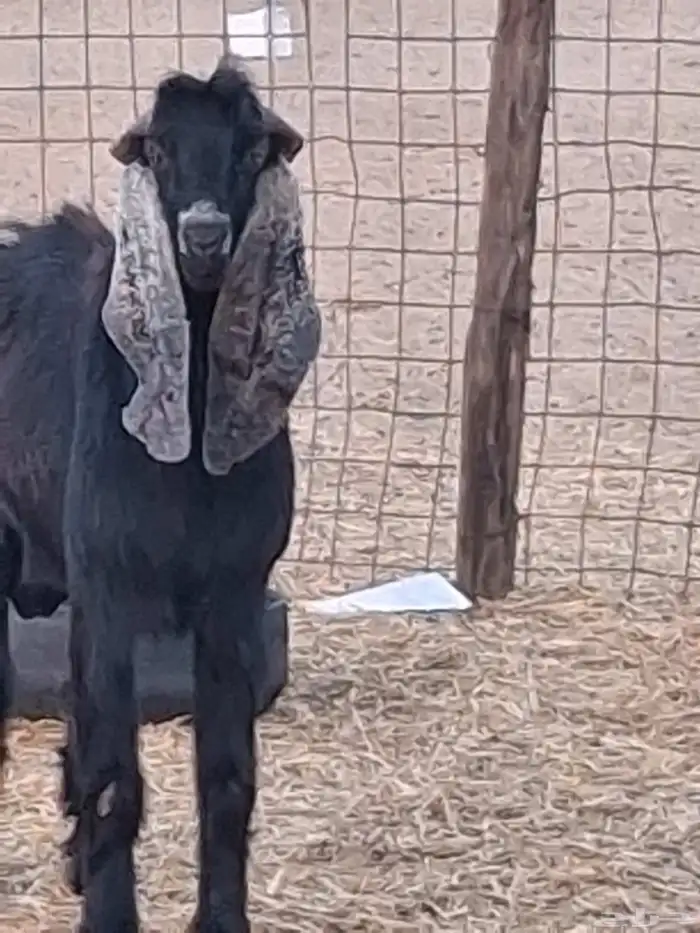 تيس فحل عارضي ثني صنف الصنف جرم ومد وأذن ماشاءالله 0