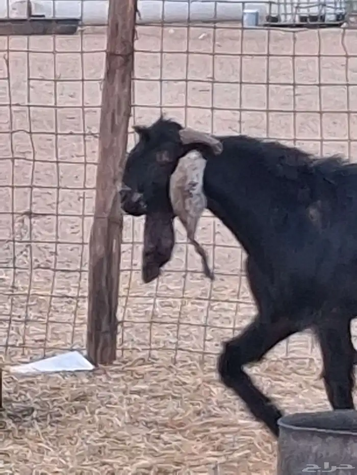 تيس فحل عارضي ثني صنف الصنف جرم ومد وأذن ماشاءالله 5