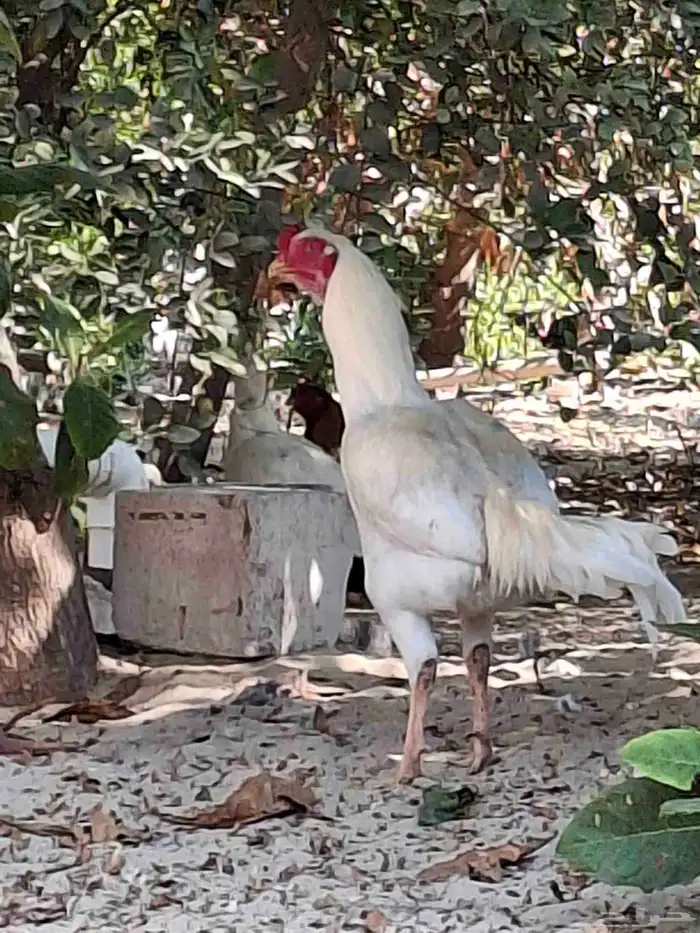 ديك مكس تركي على تايلندي 6