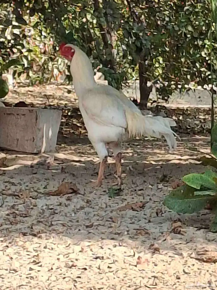 ديك مكس تركي على تايلندي 8