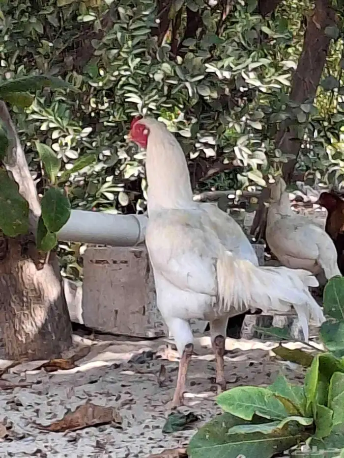 ديك مكس تركي على تايلندي 4