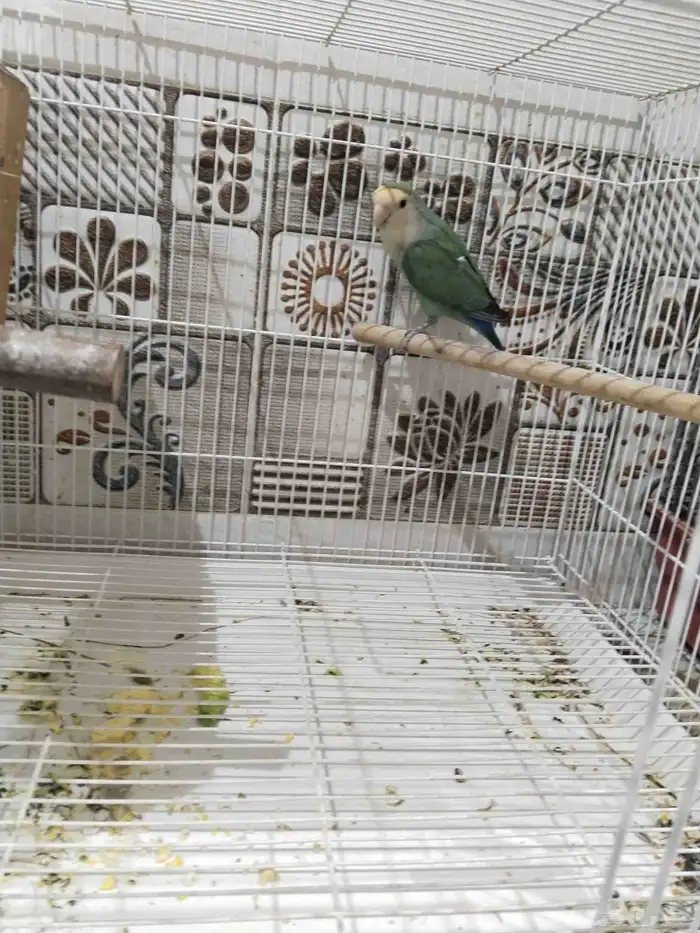 للبيع جوز روز تحت 4 فروخ 1