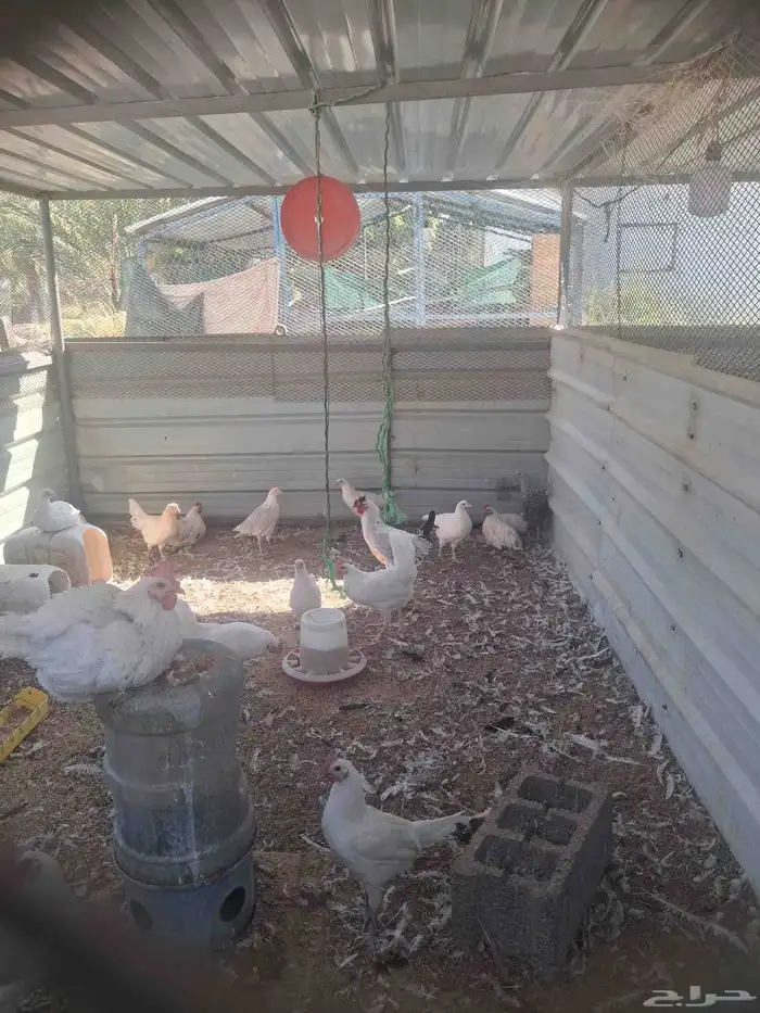 بيض بلدي مخصب اسود وابيض وفرنسي 4