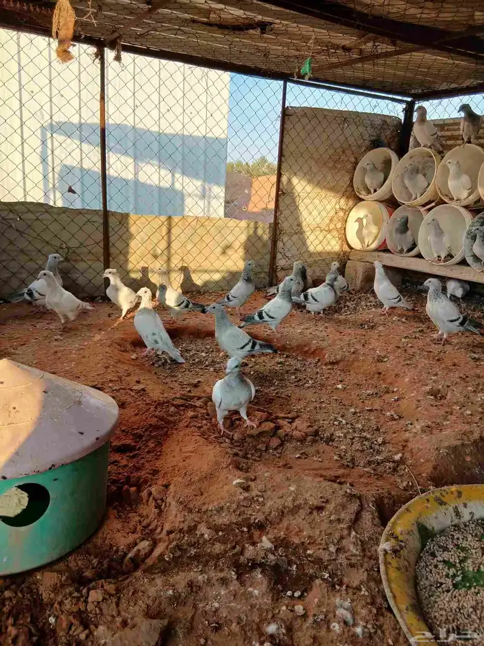 حمام زاجل ايس مقنبر كلهن طبات 16