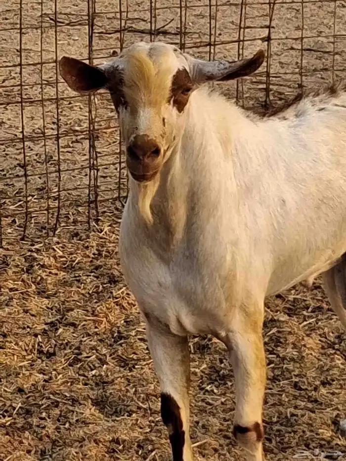 نيس فحل محايلي جنوبي السن سديس ما شاء الله 5