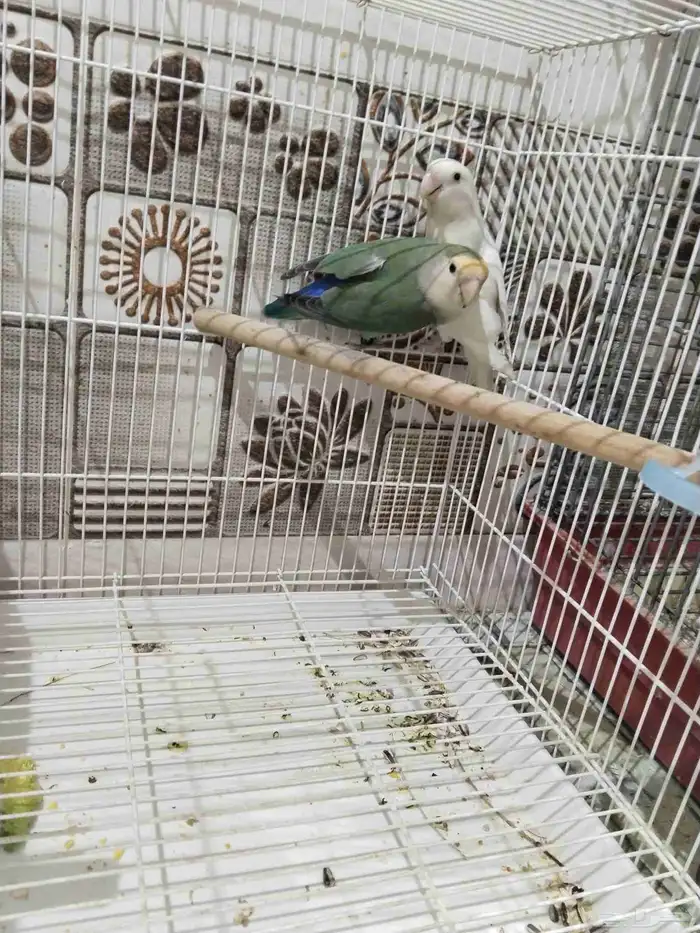 للبيع جوز روز تحت 4 فروخ 3